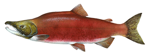 Sockeye Salmon