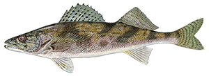 Sauger