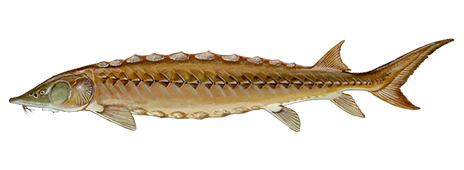 Sturgeon