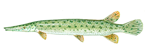 Florida Gar