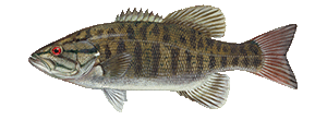 Smallmouth Bass