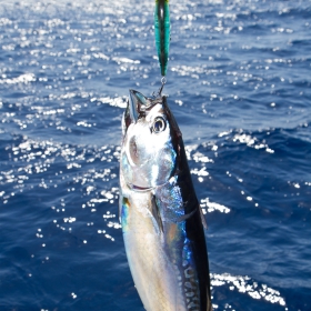 tuna fishing in san diego