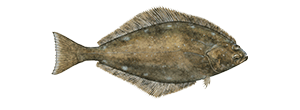 Pacific Halibut