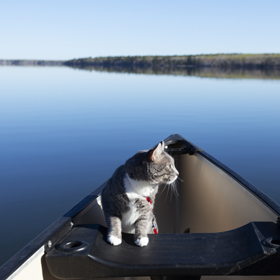 fishing with cats