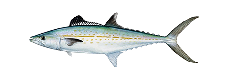 Cero Mackerel