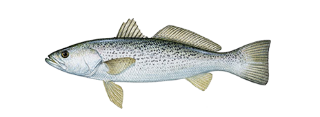 Weakfish