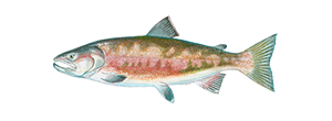 Chum Salmon