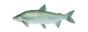 Lake Whitefish