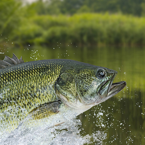 Want to learn to fish? Here are the basics.