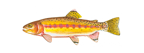 Golden Trout