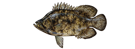 Tripletail