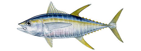 Yellowfin Tuna