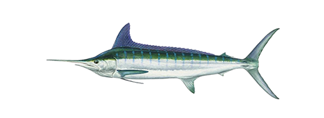 Striped Marlin