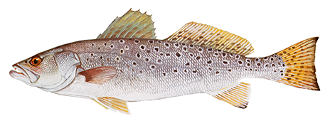 Spotted Seatrout