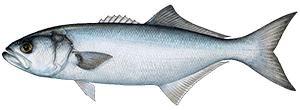 Bluefish