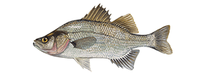 White Perch