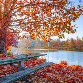 Fall leaves on a lake