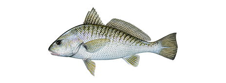 Atlantic Croaker