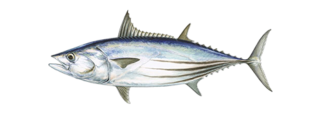 Skipjack Tuna