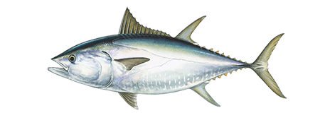 Bluefin Tuna