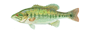 Spotted Bass