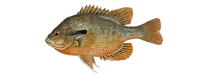 Redbreast Sunfish