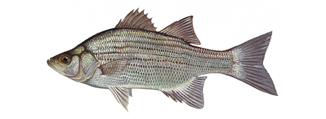 White Bass