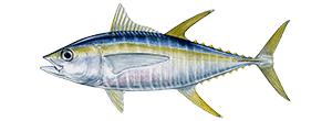 Yellowfin Tuna