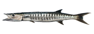 Great Barracuda