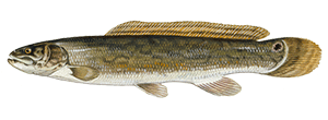 Bowfin