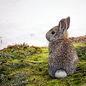 Wild rabbit looking at field