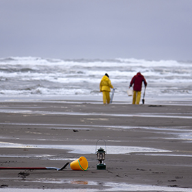 People searching for razor clams at the beach