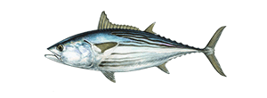 Black Skipjack