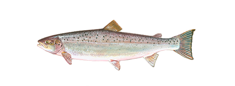 Atlantic Salmon