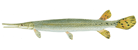 Shortnose Gar