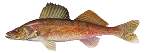 Walleye