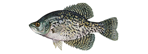 Black Crappie