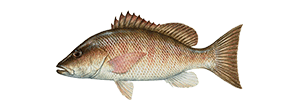 Mangrove Snapper