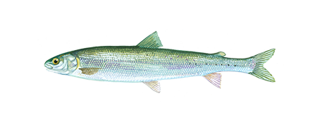 Round Whitefish