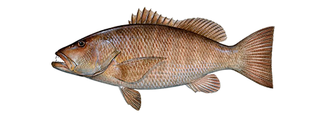 Cubera Snapper