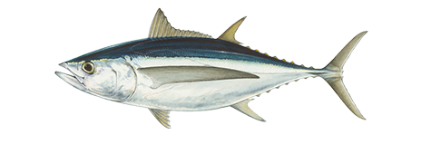 Albacore