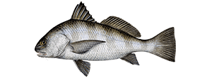 Black Drum