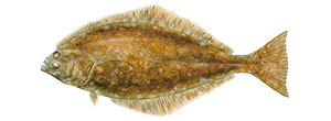 Atlantic Halibut