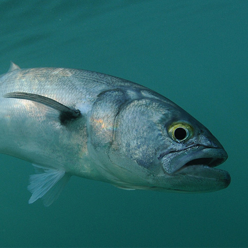 https://www.takemefishing.org/getmedia/90b49887-3b4f-441b-bfeb-3a66f01ad798/How-to-catch-bluefish-500.jpg?width=500&height=500&ext=.jpg