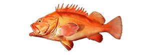 Yelloweye Rockfish