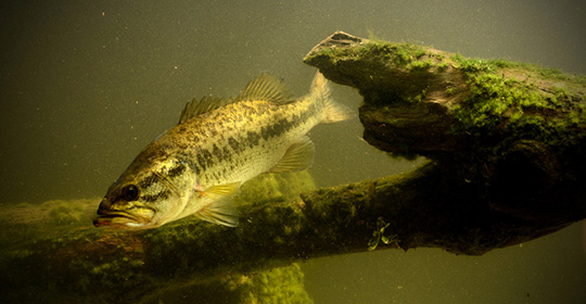 How to Catch More Bass in Ponds! TEXAS Rig Vs Carolina Rig! Underwater! You  Decide! 