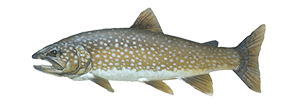 Lake Trout