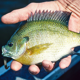 angler Fly Fishing for Bluegill in a lake showing off his catch