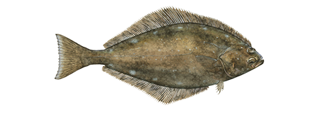 Pacific Halibut