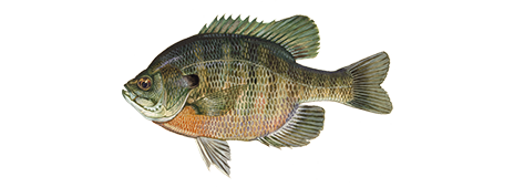 Bluegill